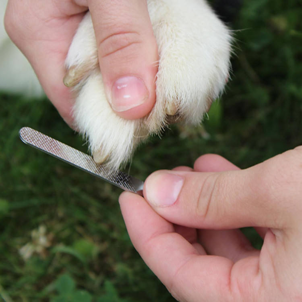 BarxBuddy Dog Nail Clippers
