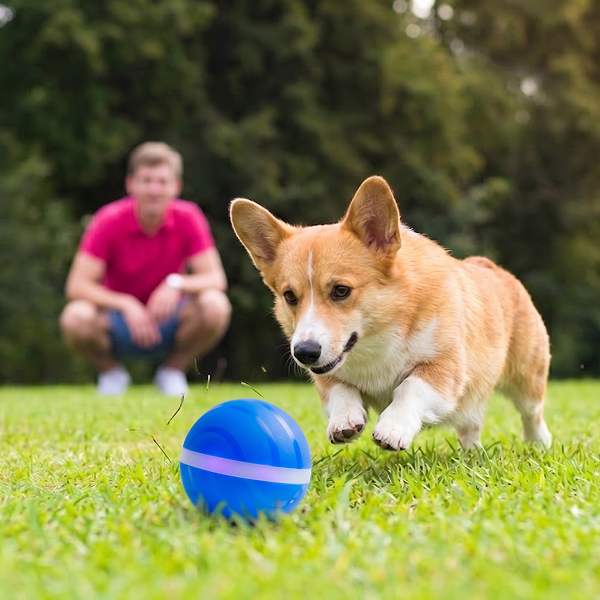 BarxBuddy BusyBall