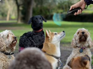 WORKS ON EVERY BREED