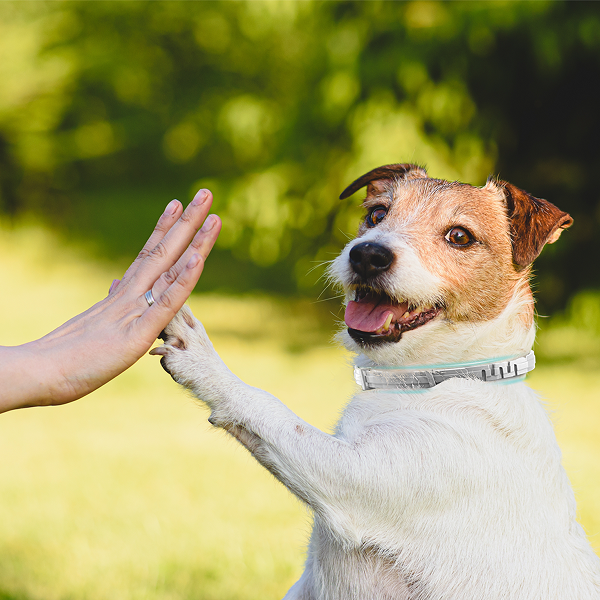 BarxBuddy BiteShield™ Flea & Tick Collar