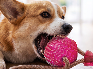 BUILT FOR HARD CHEWERS