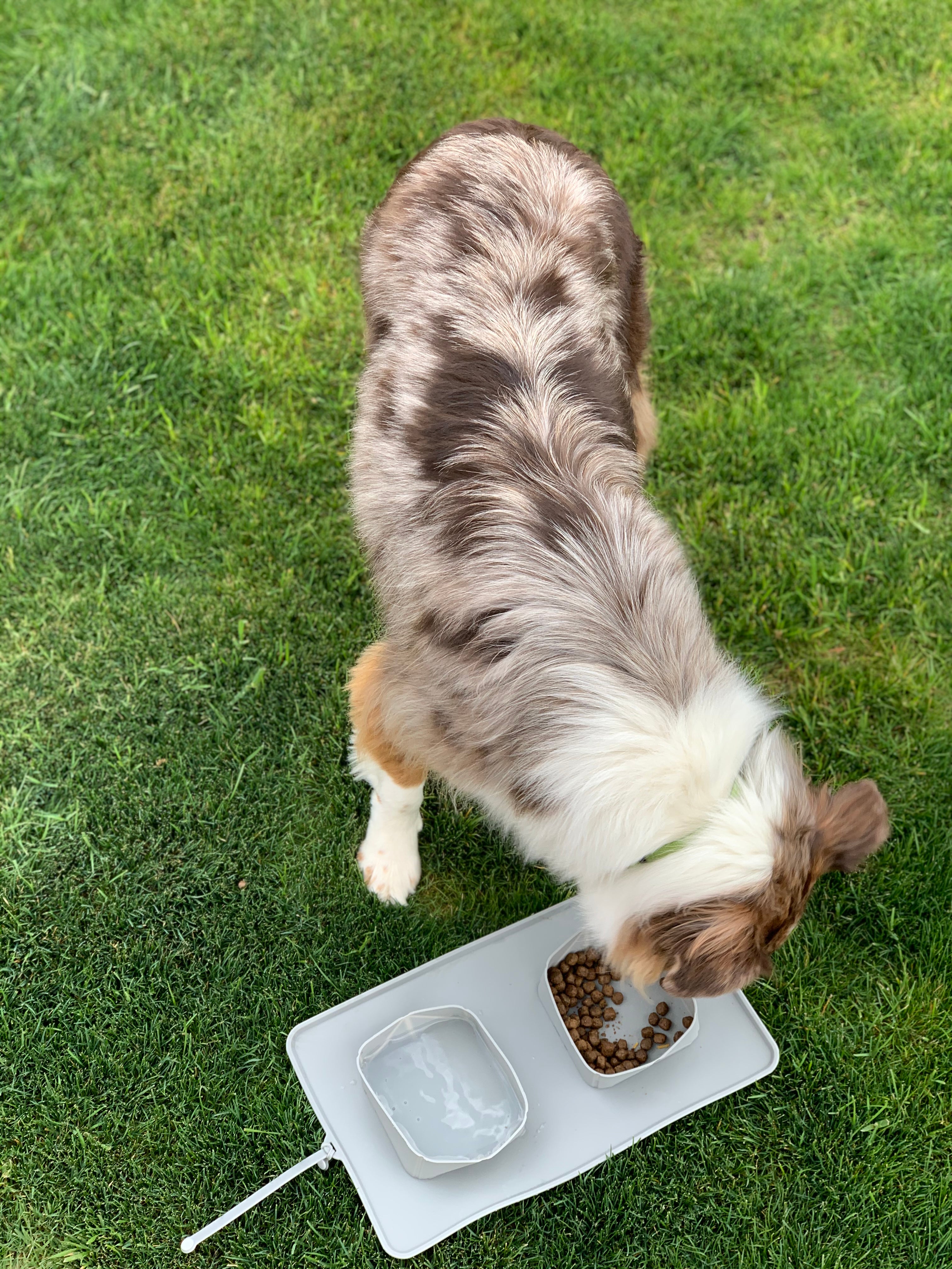 BarxBuddy Silicone Dog Bowl for Water and Food on the Go